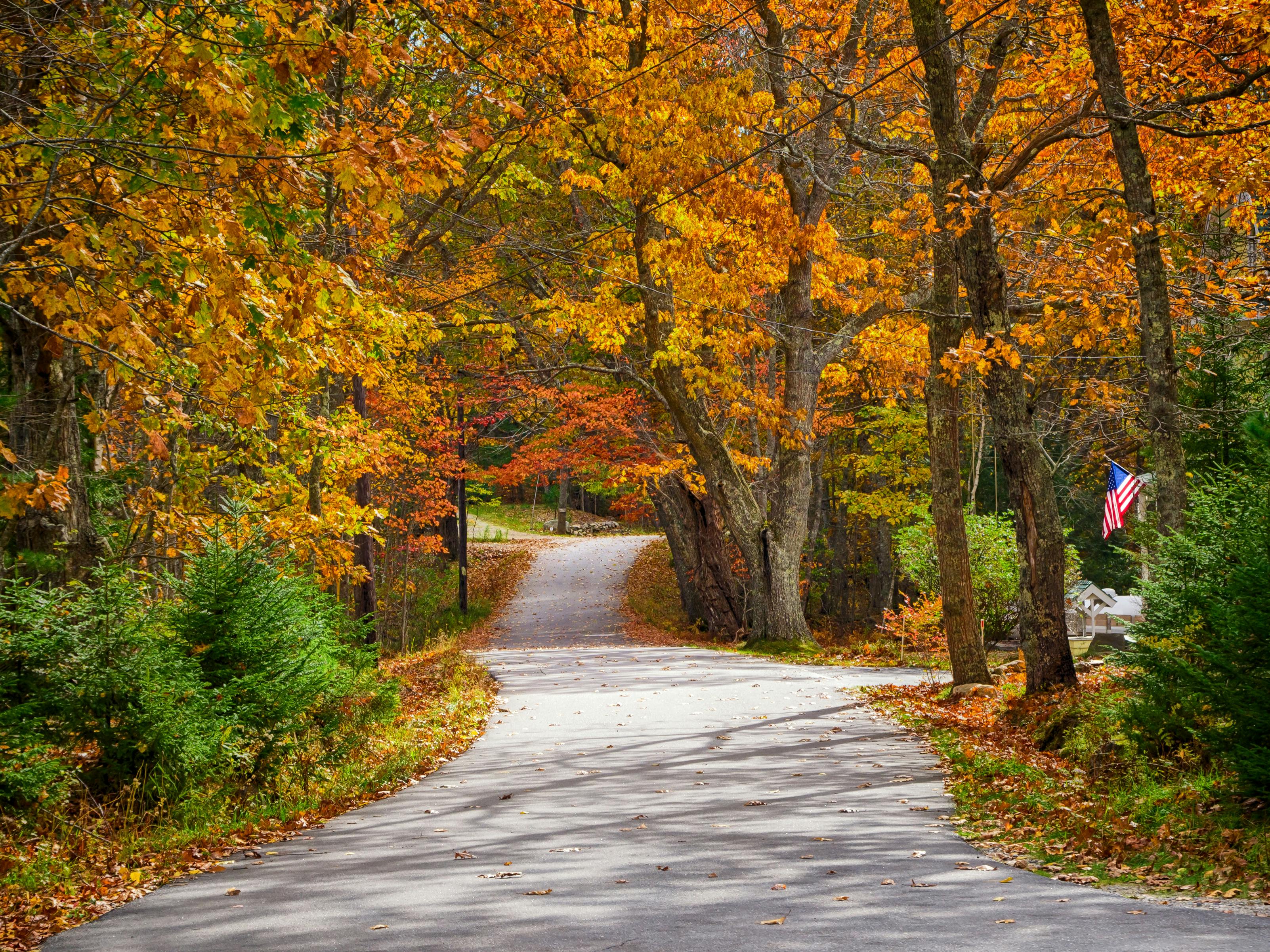 a windy road in new england surrounded by fall leaves